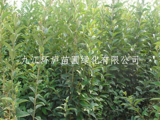 大葉女貞
