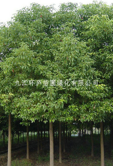 大葉女貞