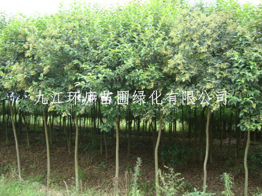大葉女貞