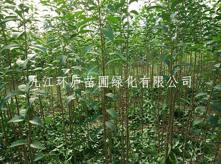 大葉女貞