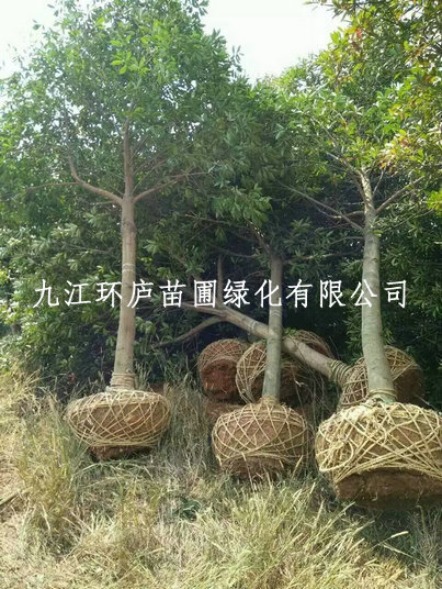 杜英