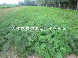 合歡小苗 合歡樹(shù)