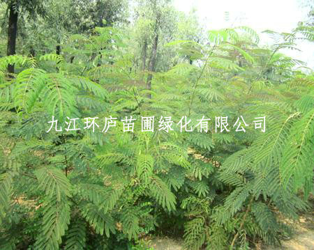 合歡小苗 合歡樹(shù)