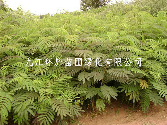 合歡小苗 合歡樹(shù)