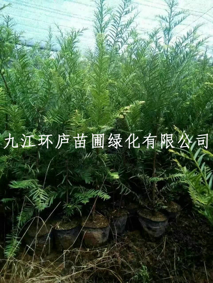 紅豆杉種子