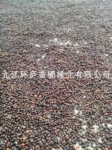 紅豆杉種子