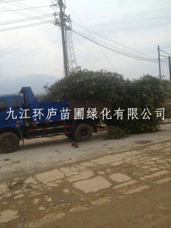 紅葉石楠球
