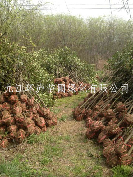 紅葉石楠球