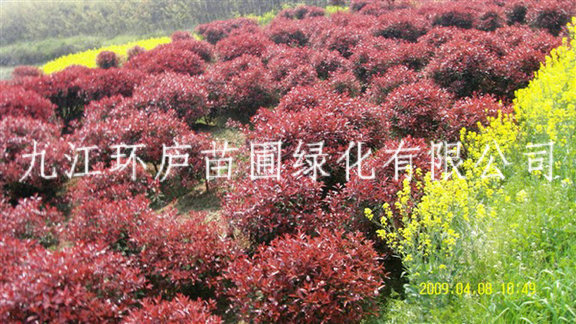 紅葉石楠球