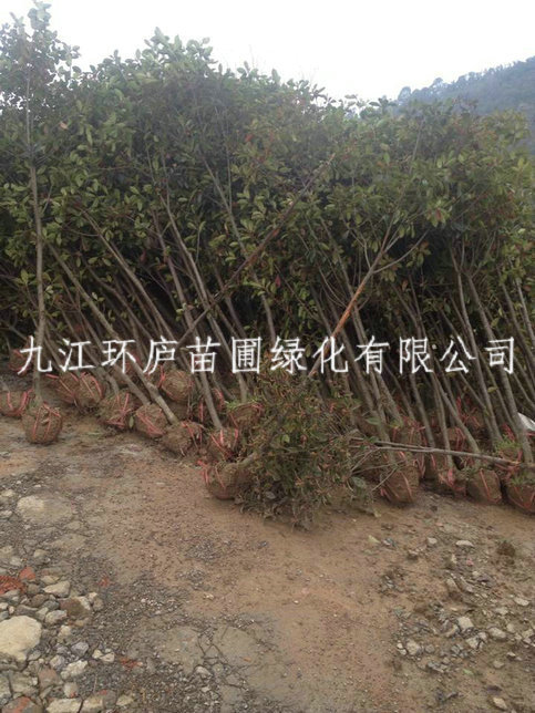 紅葉石楠球