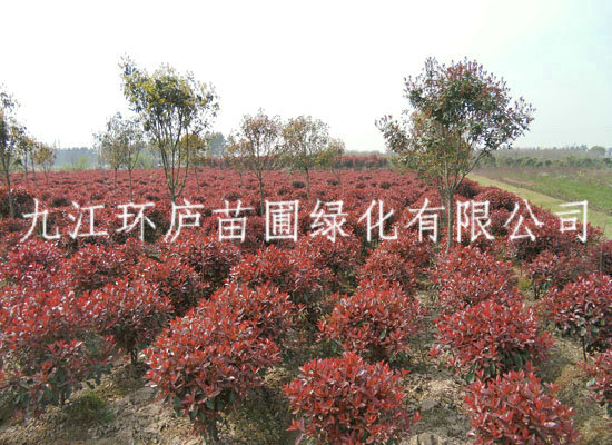 紅葉石楠球