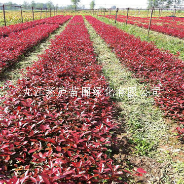 紅葉石楠小苗