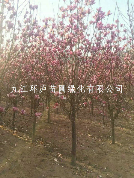 紅玉蘭