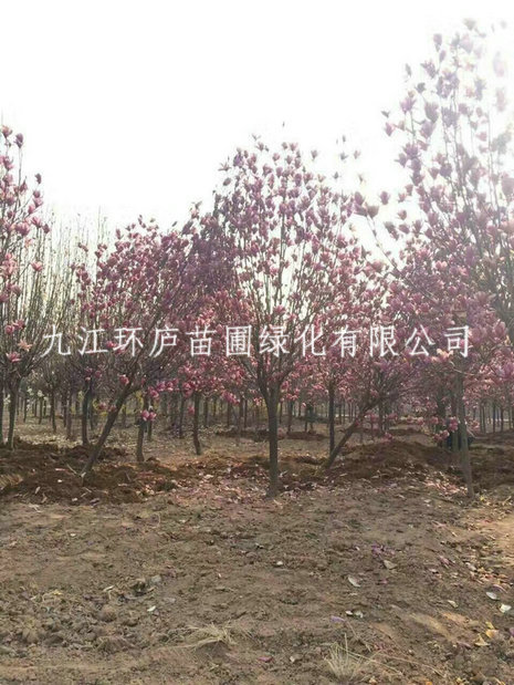 紅玉蘭