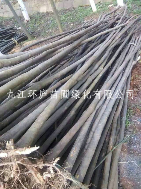 黃山欒樹(shù)