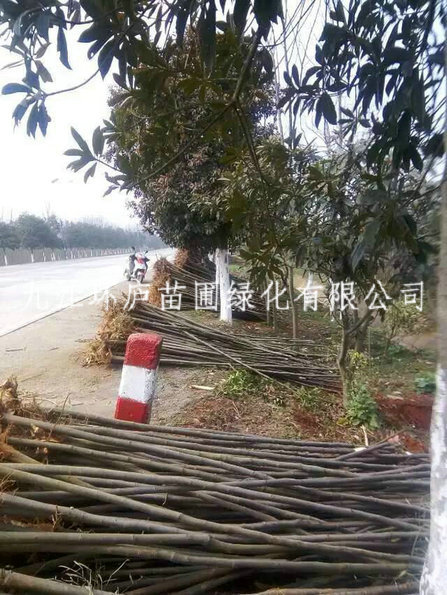 黃山欒樹(shù)