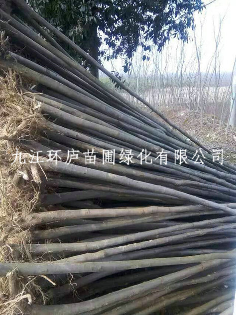 黃山欒樹(shù)