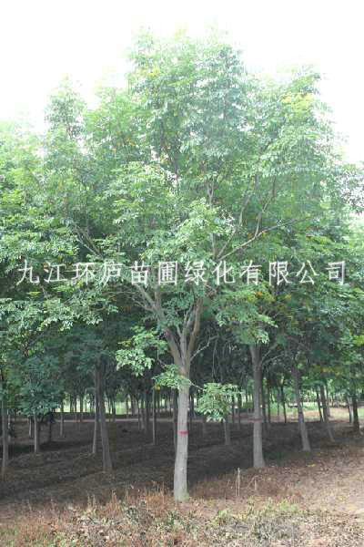 黃山欒樹(shù)