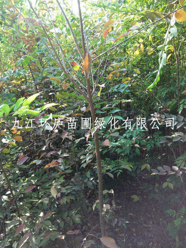 櫸樹(shù)