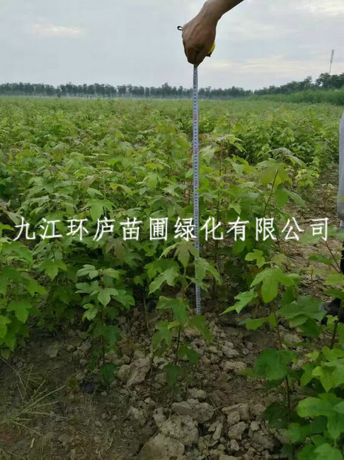 馬褂木