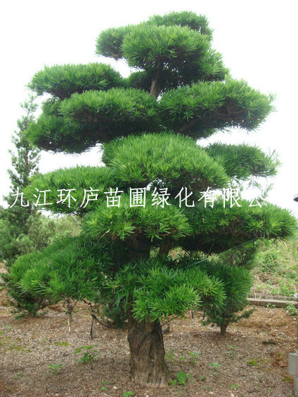 羅漢松