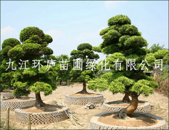 羅漢松