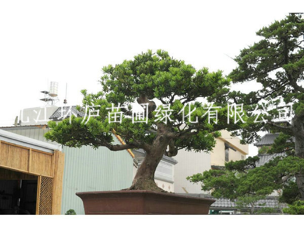 羅漢松