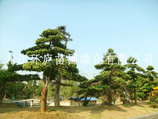 羅漢松