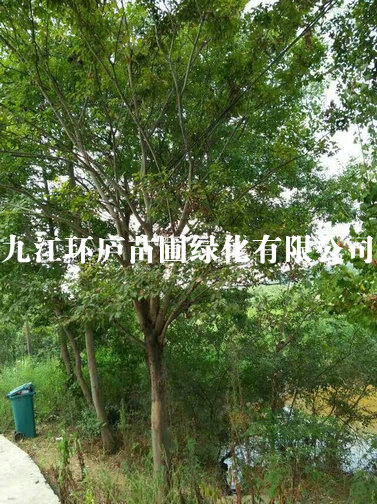 樸樹(shù)