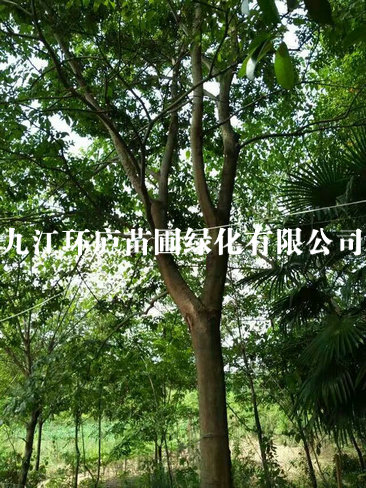樸樹(shù)