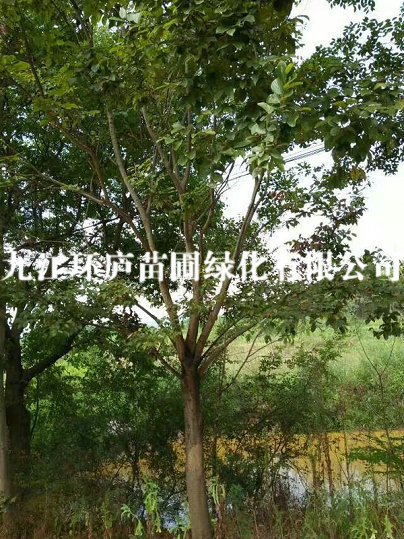 樸樹(shù)