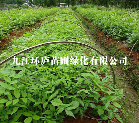 青錢柳