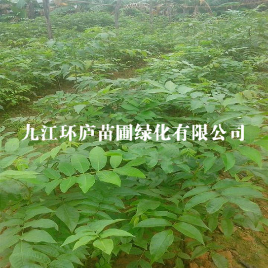 青錢柳