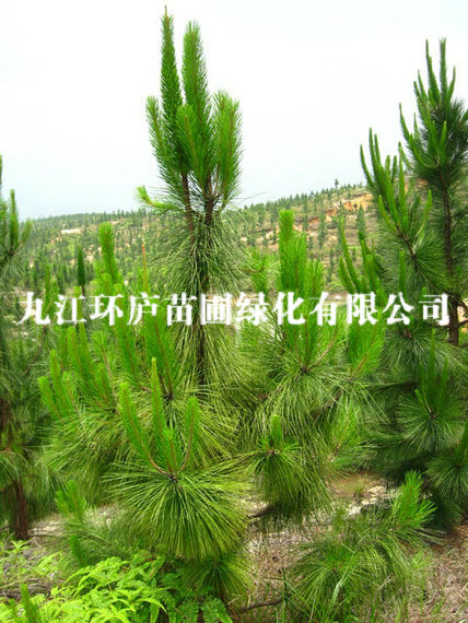 濕地松