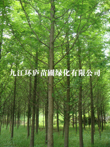 水杉