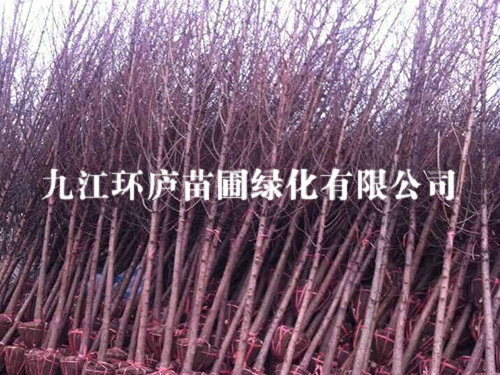 水杉