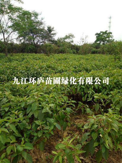喜樹(shù)