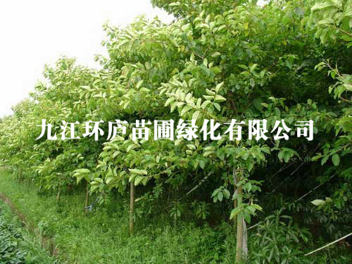 喜樹(shù)