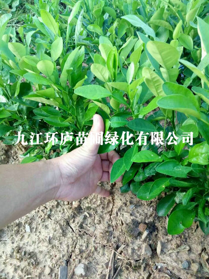 香泡小苗