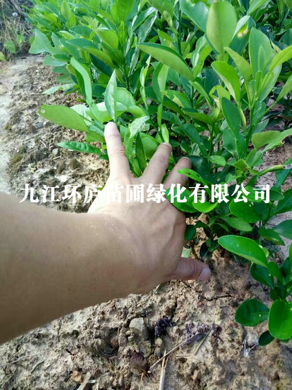 香泡小苗