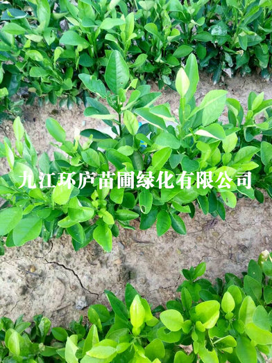 香泡小苗