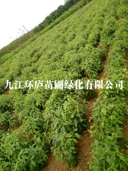 香樟