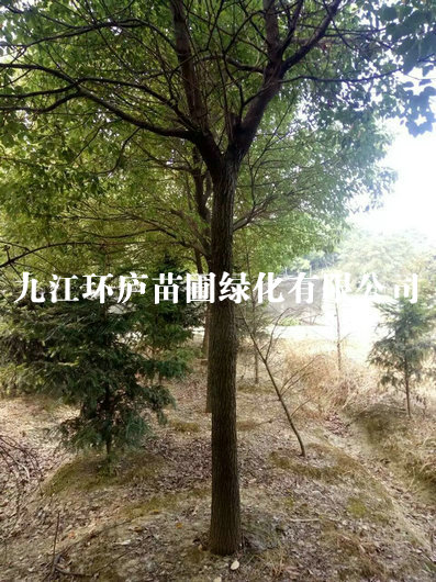 香樟