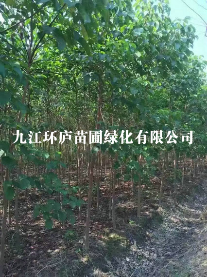 重陽(yáng)木