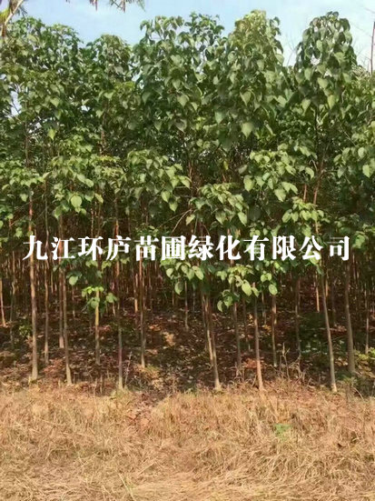 重陽(yáng)木