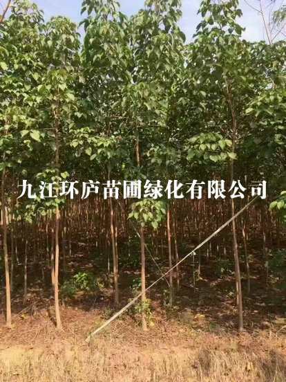 重陽(yáng)木