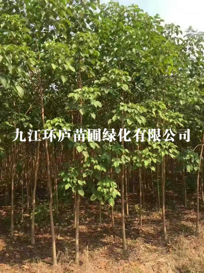 重陽(yáng)木