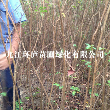 紫薇