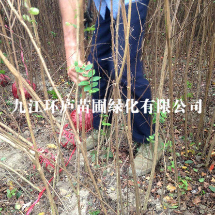 紫薇