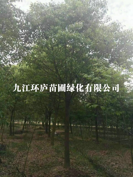 環(huán)境展示